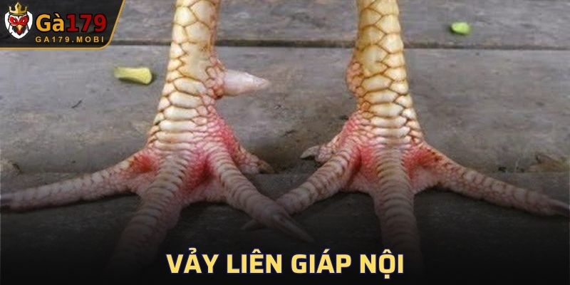 Vảy Liên Giáp Nội