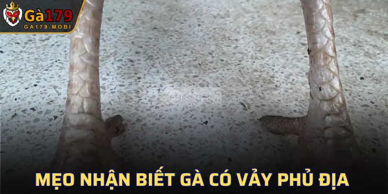 Vảy Phủ Địa