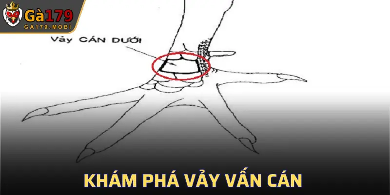 Vảy Vấn Cán