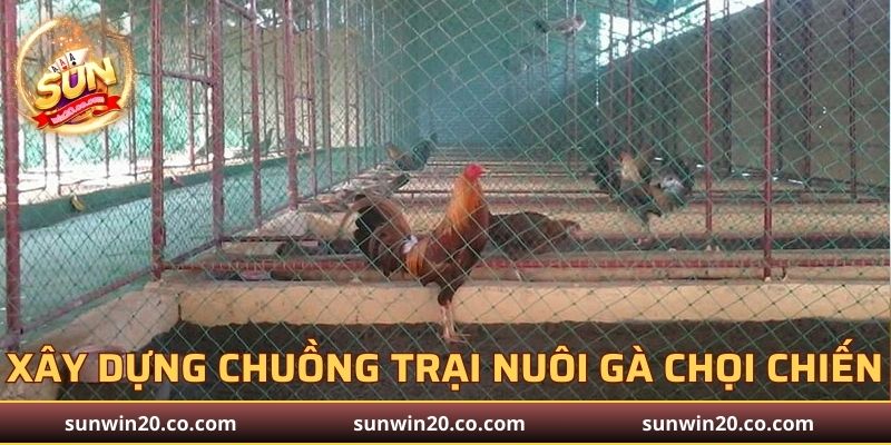 Xây dựng chuồng trại trong kỹ thuật nuôi gà chọi chiến