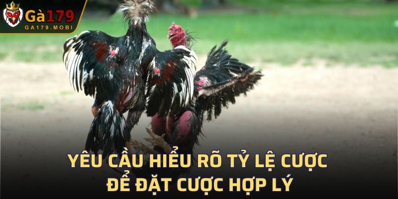 Yêu cầu hiểu rõ tỷ lệ cược để đặt cược hợp lý